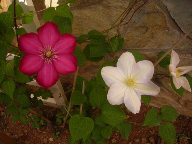 Name:  DSCN5199.jpg
Views: 888
Size:  41.8 KB