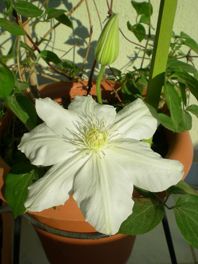 Name:  DSCN9607.jpg
Views: 879
Size:  70.8 KB