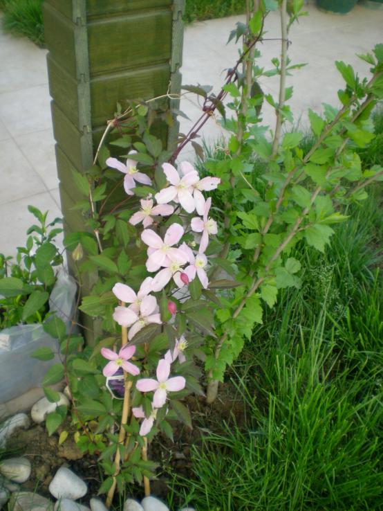 Name:  DSCN9588.jpg
Views: 1039
Size:  74.6 KB