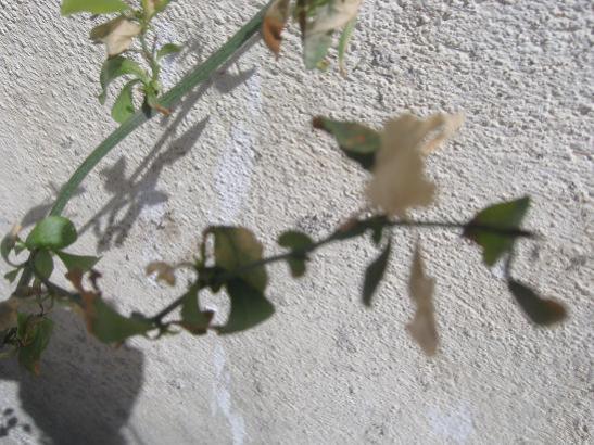 Name:  yasemin.jpg
Views: 1478
Size:  50.8 KB
