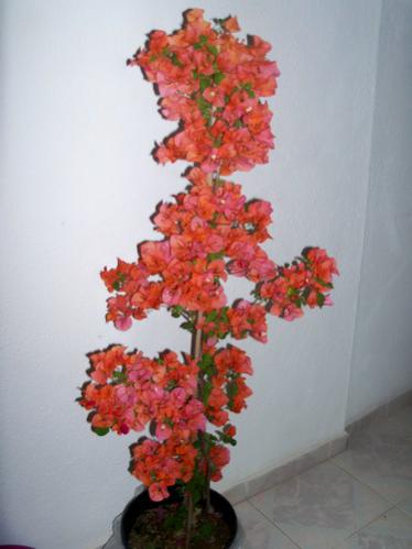 Name:  100_0494.jpg
Views: 2791
Size:  22.8 KB