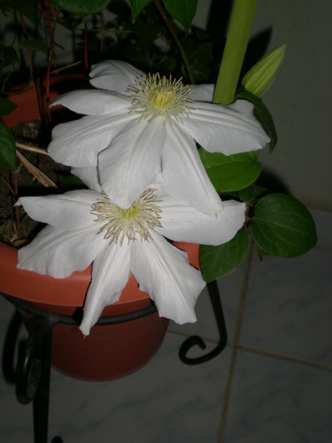 Name:  DSCN9736.jpg
Views: 738
Size:  44.5 KB