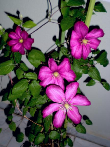 Name:  clm..DSCN9735_tn.jpg
Views: 752
Size:  42.2 KB