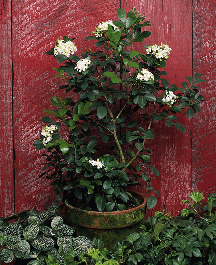 Name:  MURRAYA-PANICULATA-1.gif
Views: 11024
Size:  53.2 KB