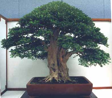 Name:  Murraya_Paniculata4.jpg
Views: 32402
Size:  16.0 KB