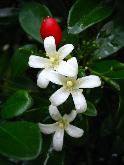 Name:  a17.jpg
Views: 6810
Size:  33.3 KB