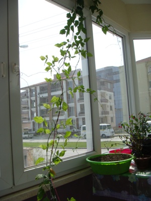 Name:  may25 012.JPG
Views: 1202
Size:  65.3 KB