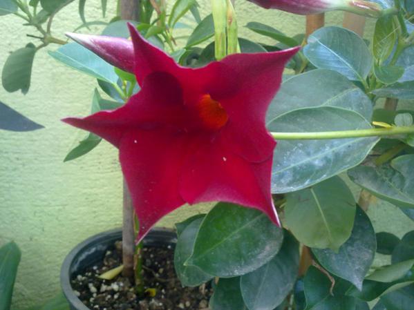 Name:  Sundavilla 1.jpg
Views: 1503
Size:  38.0 KB