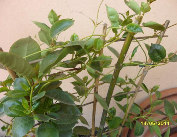 Name:  Sundevilla 1.jpg
Views: 1378
Size:  43.1 KB