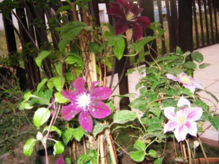 Name:  001.jpg
Views: 997
Size:  35.0 KB
