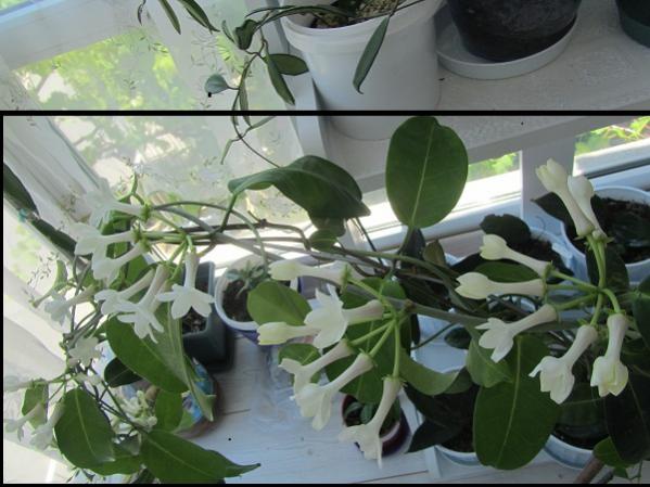 Name:  hoya 187.jpg
Views: 1910
Size:  45.8 KB
