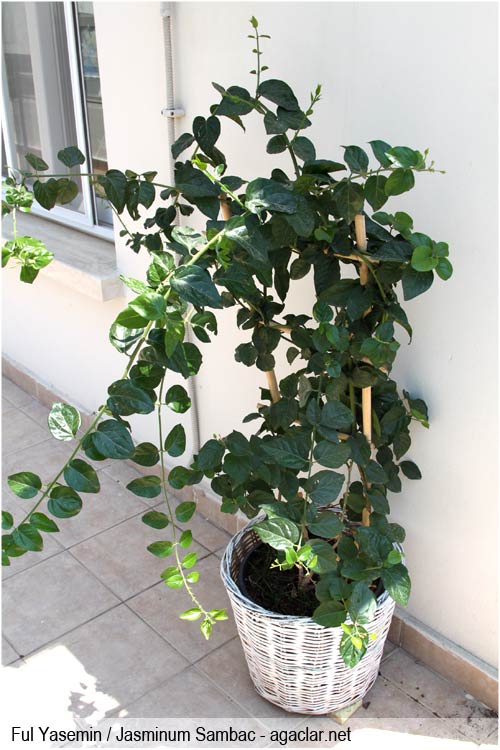 Name:  fulyasemin.jpg
Views: 1528
Size:  68.4 KB