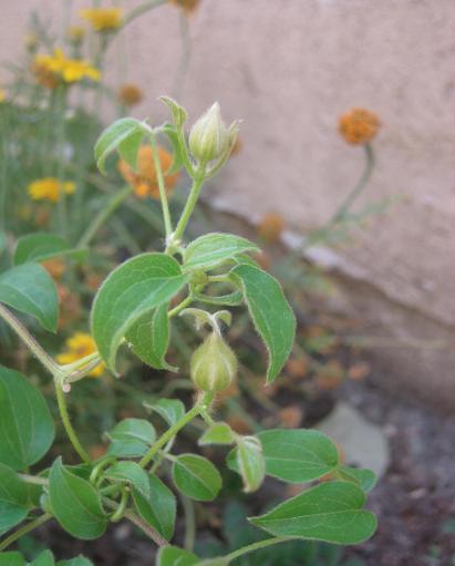 Name:  clematis.JPG
Views: 939
Size:  33.4 KB