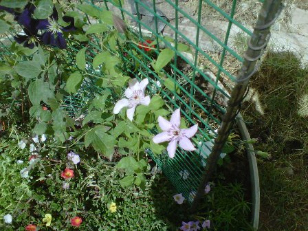 Name:  019.jpg
Views: 1081
Size:  64.0 KB