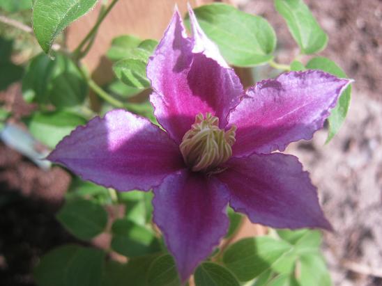 Name:  clematis.JPG
Views: 600
Size:  43.8 KB