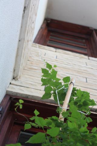 Name:  IMG_8283_320x480.jpg
Views: 1319
Size:  52.8 KB