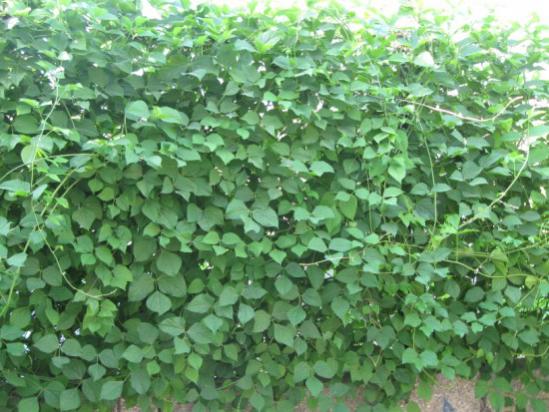 Name:  selluka11.jpg
Views: 2961
Size:  51.3 KB