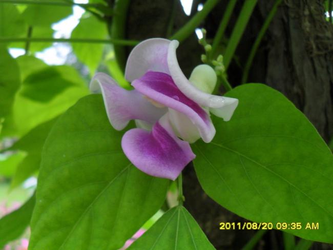 Name:  013.jpg
Views: 1026
Size:  31.9 KB