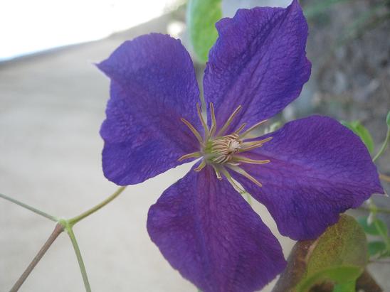 Name:  clematis jackmani.JPG
Views: 910
Size:  39.5 KB