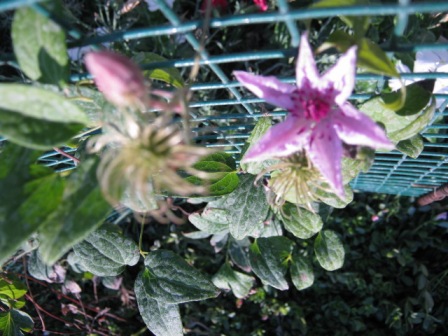 Name:  002.JPG
Views: 1042
Size:  67.3 KB