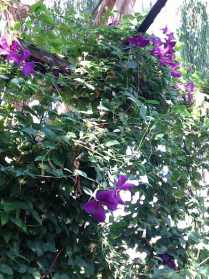 Name:  IMG_0118 (450 x 600).jpg
Views: 818
Size:  66.2 KB