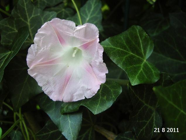 Name:  sabahsefas3.jpg
Views: 1657
Size:  55.2 KB