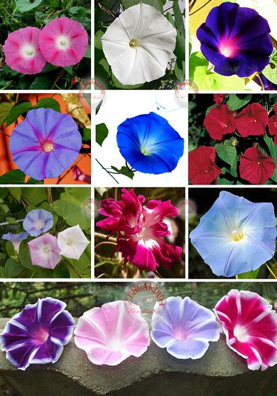Name:  ipomoea.jpg
Views: 1844
Size:  54.7 KB