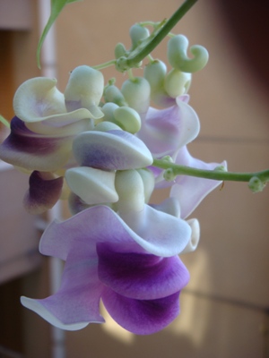 Name:  ekim 2011 026.JPG
Views: 1577
Size:  51.1 KB