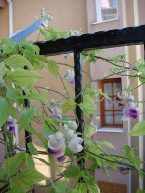 Name:  ekim 2011 027.jpg
Views: 876
Size:  21.0 KB