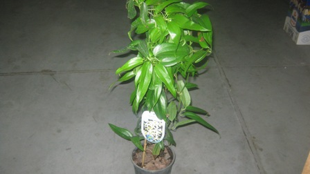 Name:  028.JPG
Views: 939
Size:  34.2 KB