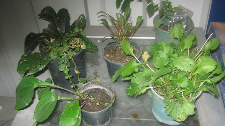Name:  032.JPG
Views: 967
Size:  51.3 KB