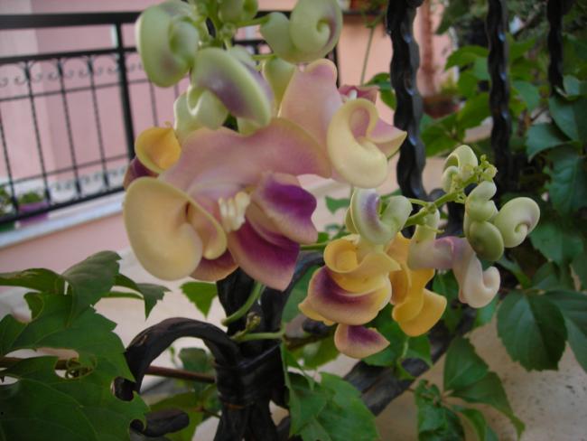Name:  DSCN6343.jpg
Views: 1551
Size:  40.5 KB