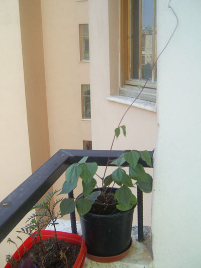 Name:  PIC_0001.jpg
Views: 1860
Size:  34.3 KB