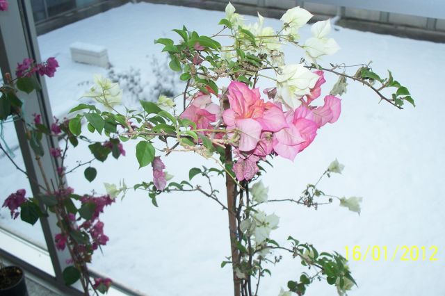 Name:  OMR.BEGONVL.jpg
Views: 4588
Size:  48.2 KB