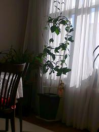 Name:  Fotoraf0166.JPG
Views: 1127
Size:  14.1 KB