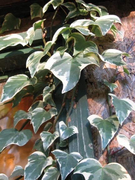 Name:  Hedera canariensis 004.jpg
Views: 19572
Size:  67.7 KB