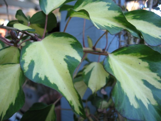 Name:  Hedera canariensis 005.jpg
Views: 20571
Size:  46.4 KB