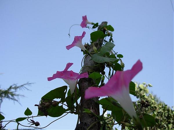 Name:  9.jpg
Views: 2418
Size:  34.3 KB