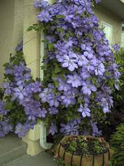Name:  ci4396ci_clemantis.jpg
Views: 2303
Size:  14.6 KB