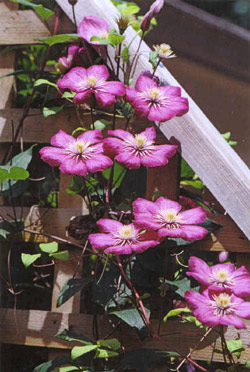 Name:  Clemantis.jpg
Views: 2315
Size:  42.4 KB