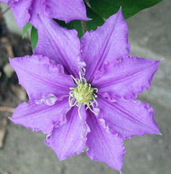 Name:  clematis4.jpg
Views: 2270
Size:  21.7 KB