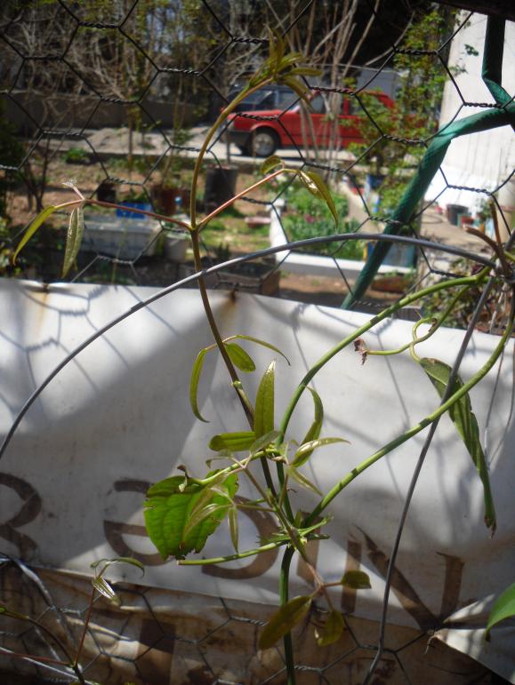 Name:  SDC13372 copy.jpg
Views: 917
Size:  74.6 KB
