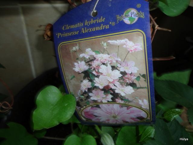 Name:  1-DSC00002.jpg
Views: 689
Size:  33.7 KB