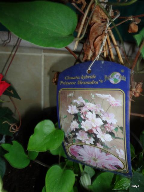 Name:  1-DSC00001.jpg
Views: 716
Size:  39.7 KB
