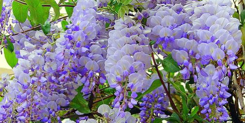 Name:  mor salkm.jpg
Views: 3565
Size:  43.7 KB