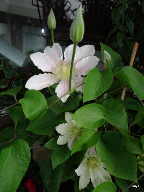 Name:  1-DSC00004.jpg
Views: 552
Size:  38.3 KB