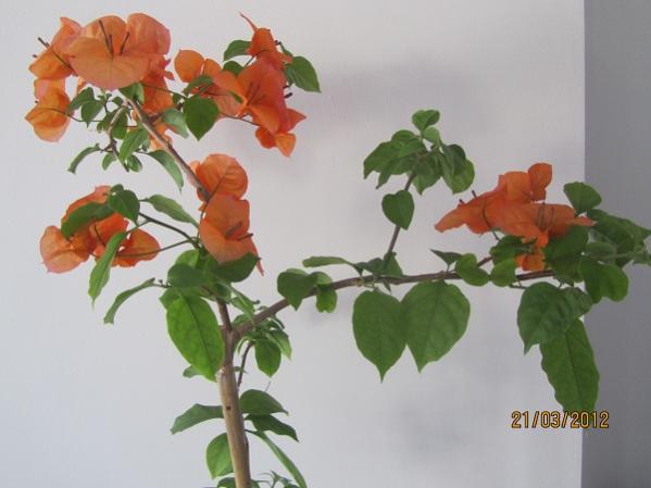 Name:  IMG_1669.jpg
Views: 1690
Size:  30.0 KB
