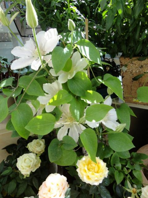 Name:  1-DSC00051.jpg
Views: 704
Size:  56.5 KB