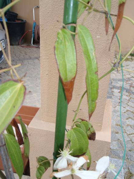 Name:  cl1.jpg
Views: 826
Size:  38.4 KB