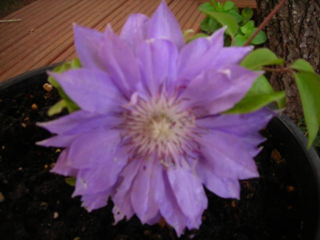 Name:  DSCN7409.jpg
Views: 622
Size:  30.9 KB